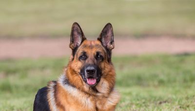 Best Guard Dog Breeds to Keep Your Family Safe