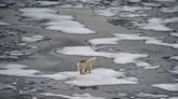 Stunning photo of lone polar bear is a reminder: Melting ice is a real threat