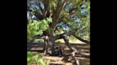 Champions of forests — and burbs. These Johnson County trees stand the test of time