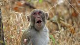 Facially expressive monkeys make better leaders, study suggests