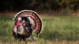 On hunting vs. buying turkey: Why preferences may be generational