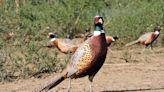 237,000 pheasants headed to Pa.'s fields, forests. What hunters need to know to find them.