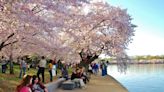 I've visited Washington, DC, to see the famous cherry blossoms for years. Here are 6 secrets to skipping crowds and optimizing your trip.