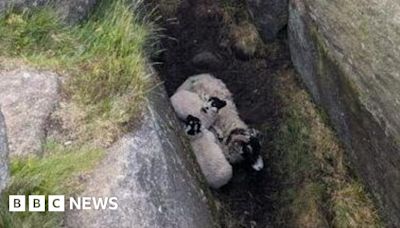 Ewe and lambs rescued from mountain crevice in Peak District