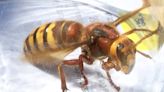 Asian Hornet attacked me and stung me under my eye in Somerset
