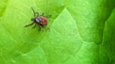 What to Do If You Find a Tick on You