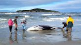 Por qué los científicos se maravillan ante un posible avistamiento de ballenas con dientes de pala