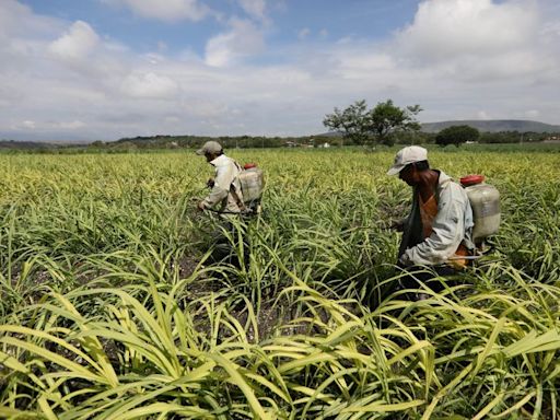 México baja cupo de azúcar para exportar a EEUU en medio de reducida producción local