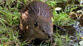 Beavers making comeback in Connecticut. Here's why that matters.