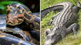 Scientists Find Intact 5-Foot Alligator Inside 18-Foot-Long Burmese Python in Florida