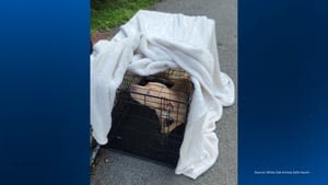 ‘Dangerous and cowardice’: Dog abandoned outside local shelter overnight, during heat wave