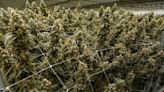 When will recreational marijuana sales start? The Wake Up for Monday, June 3, 2024