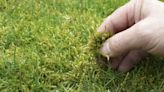 Remove moss from lawns fast with expert’s easy tip that uses magic kitchen item