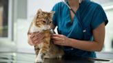 Medication for Deadly Cat Illness FIP To Be Available Soon