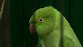 State looking at reducing parakeet population with one-year pilot program