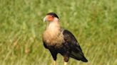 Crested caracara's P.E.I. appearance 'just luck.' Bird not so lucky