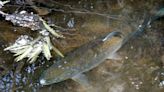 Steelhead trout, once thriving in Southern California, are declared endangered