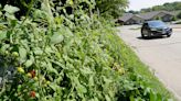 Appleton allows residents to plant vegetable gardens in street terraces without a permit
