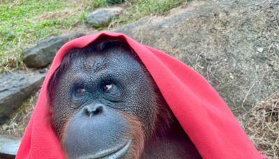 影／曾圈粉球后戴資穎！壽山動物園紅毛猩猩咪咪過世 擰毛巾蓋頭消暑成回憶