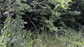 You have 20/20 vision if you can spot the deer hiding in under 10 seconds