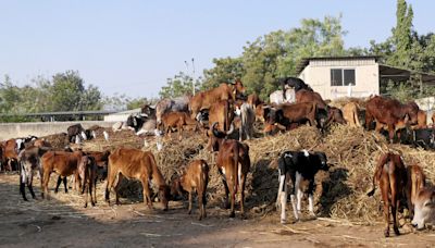 Families alleged ‘mob lynching’, but police chargesheet says cow transporters ‘jumped to their deaths’