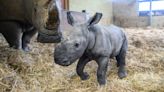 Baby rhino charges into world after quick four-minute labour at Bedfordshire zoo
