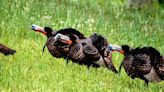 Hunters harvest 11,650 during spring gobbler season