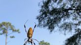 How this submissive spider's massive webs are beneficial to the Wilmington area