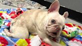 French Bulldog with Spine Issues Looking for Home After Being Boxed Up and Abandoned in Park (Exclusive)