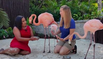 🦩Mingle with Flamingos, swim with dolphins at this Orlando attraction