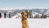 Colorado's most popular pet is a Golden Retriever named Bella, suvey finds