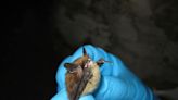 Bats in Colorado face fight against deadly fungus that causes white-nose syndrome