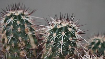 Que signifient les pics des cactus ?