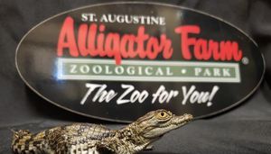St. Augustine Alligator Farm celebrates 131st anniversary