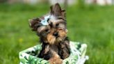 Yorkshire Terrier ‘Yorkie’ Puppies: Cute Pictures and Facts