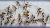 California logs two human cases of West Nile virus in Stanislaus and Yuba Counties