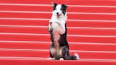 'Anatomy of a Fall' fame dog Messi surprises photographers at Cannes 2024 as he holds paws up in the air to pose, see pics