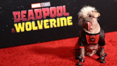 Peggy's red carpet journey from 'Britain's Ugliest Dog' to 'Deadpool'