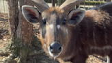 Rare antelope dies after choking on cap at Tennessee zoo