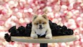 Look: Dogs don Met Gala-inspired looks at Pet Gala fashion show - UPI.com