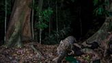 Why a rare image of one of Malaysia’s last tigers is giving conservationists hope