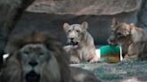 Ola de calor en México: primero fueron los monos, ahora hay aves con aire acondicionado y helado de carne para los leones