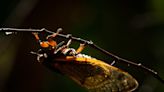 Illinois will soon be cicada central when 2 broods converge on state in historic emergence