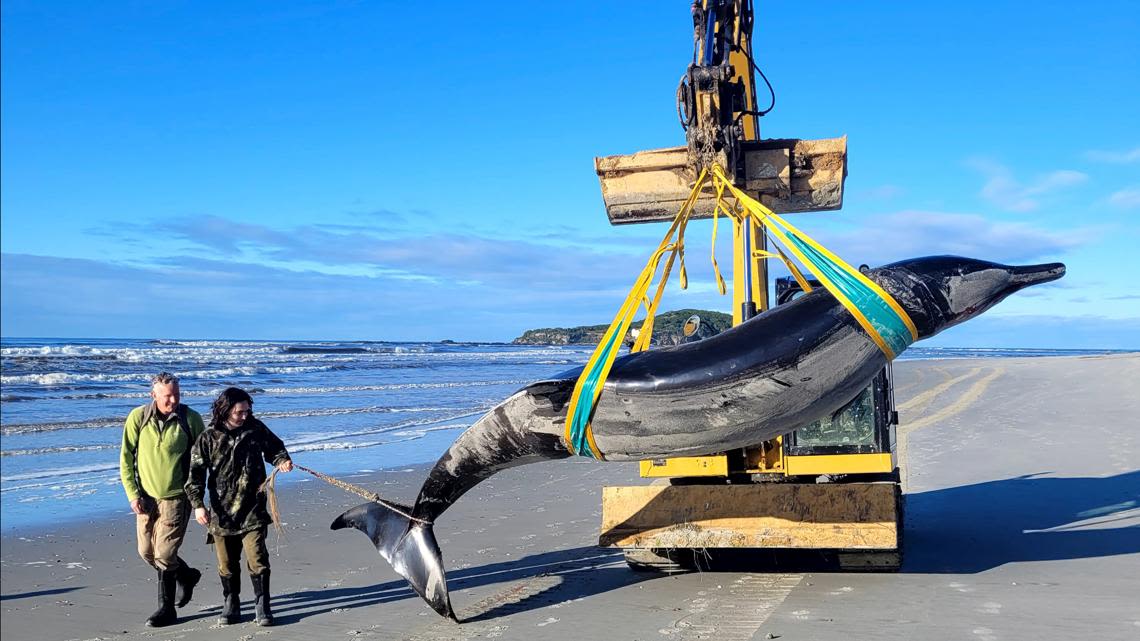 World’s rarest whale may have washed up on New Zealand beach, possibly shedding clues on species