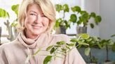 How to Grow and Care for Money Plants—Plus Martha's Tips for Propagating Them