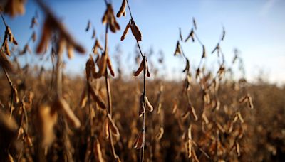 Futuros de soja se recuperam em relação ao menor nível em quatro anos Por Reuters