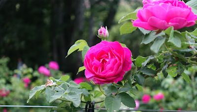 ¿Por qué las rosas ya no huelen como antes? Así es la Rosa Narcea que rompe este mito