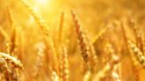 美國穀物收成不如預期 全球糧食供應將吃緊