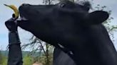 Meet Romeo, The World's Tallest Cow