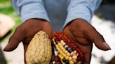 Heirloom corn in a rainbow of colors makes a comeback in Mexico, where white corn has long been king